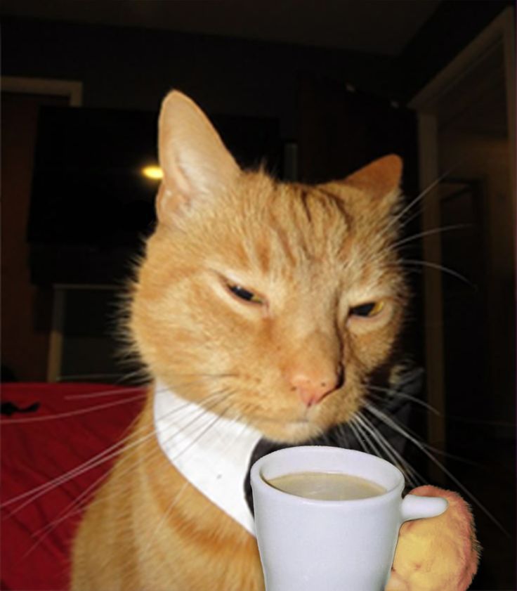 GATO NARAJAN PREMIUM